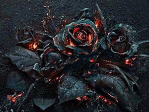 Black Rose flower Plants on fire symbolizing the inevitable wilt/decay of beauty and life