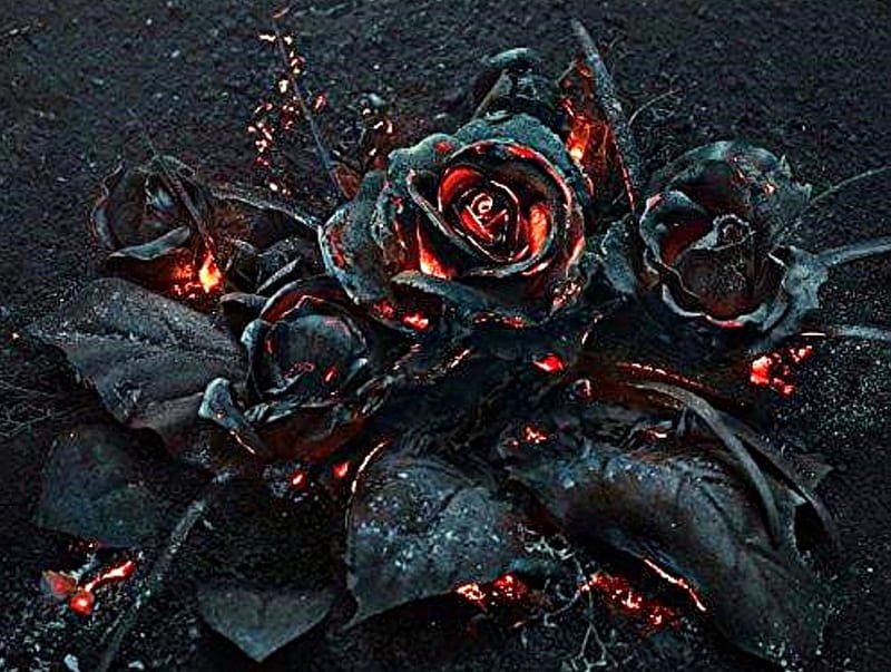 Black Rose flower Plants on fire symbolizing the inevitable wilt/decay of beauty and life
